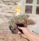 El " sanandrs " y " a herba de namorar ", recuerdos tpicos del lugar.